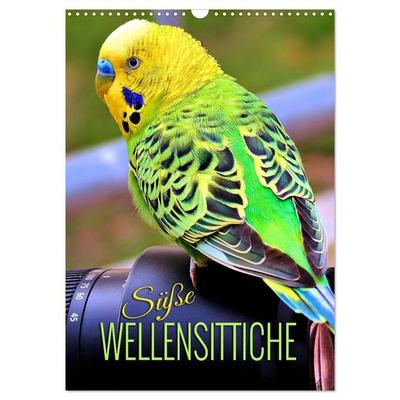 Süße Wellensittiche (Wandkalender 2026 DIN A3 hoch), CALVENDO Monatskalender