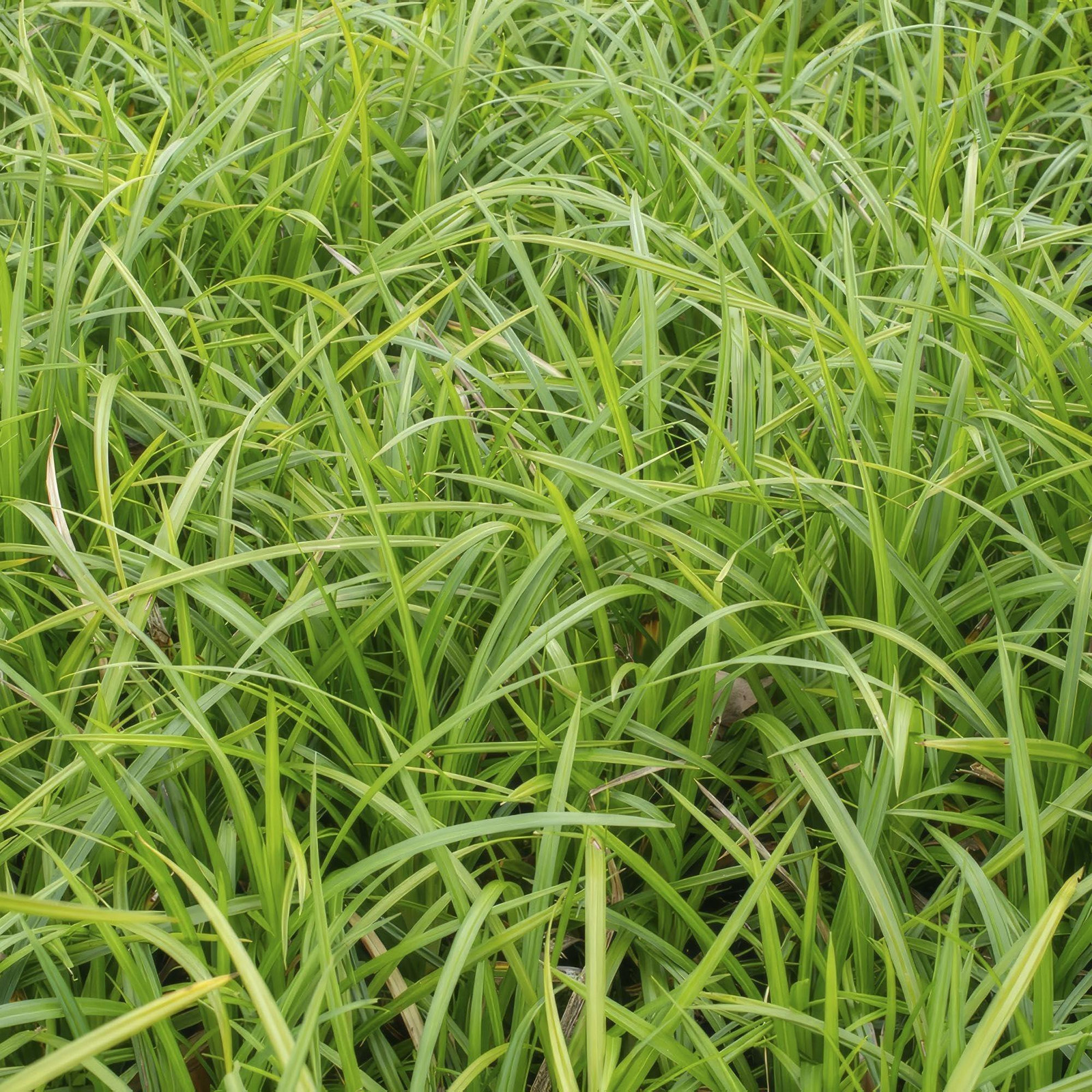 Carex Morrowii Irish Green Bodembedekker
