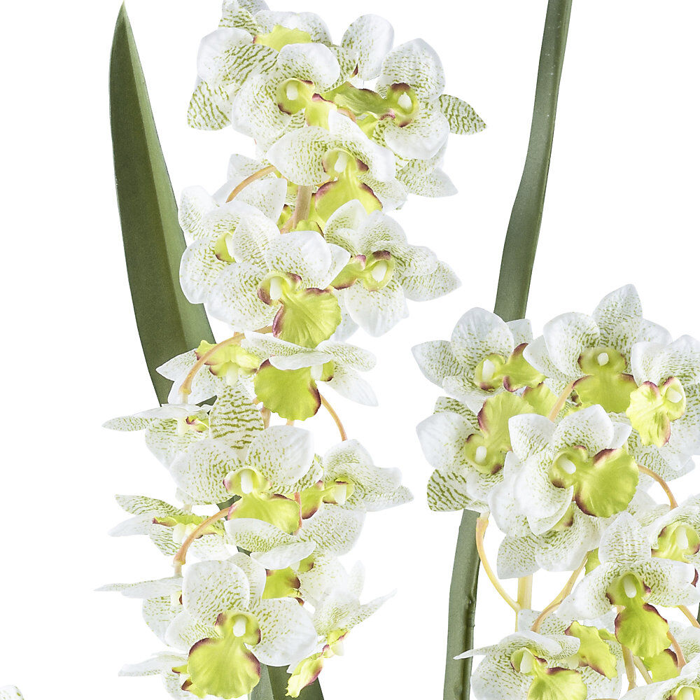 kaiserkraft Orchidee Cymbidie orientalis, Kunststofftopf, Höhe 800 mm, Blattfarbe Weiß / Grün