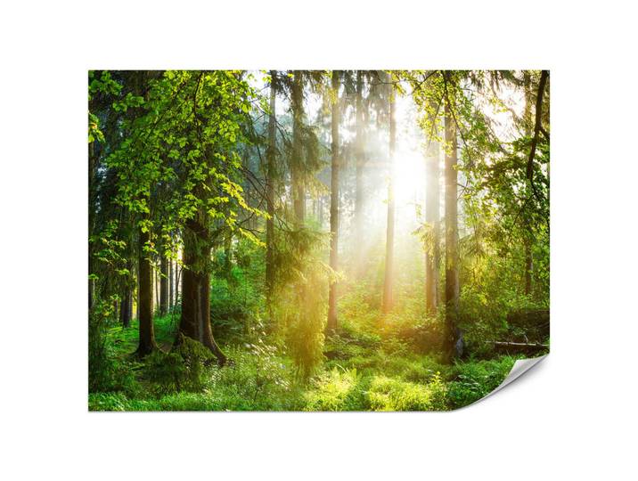 Muralo Fototapete für Wohnzimmer Sonniger Wald Bäume Pflanzen Natur Gras 450x315, Mehrfarbig, Papier, Baum/Pflanze/Natur, Rechteckig, 450x315 cm, Tapeten & Wandverkleidungen, Fototapeten