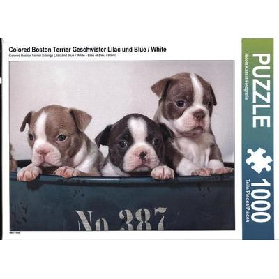 CALVENDO Puzzle Colored Boston Terrier Geschwister Lilac und Blue / White | 1000 Teile Lege-Größe 64x48cm Foto-Puzzle für glückliche Stunden