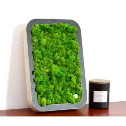 Bilder aus Moos Green Oasis Black - Islandmoos - light / L (50 x 75 cm)