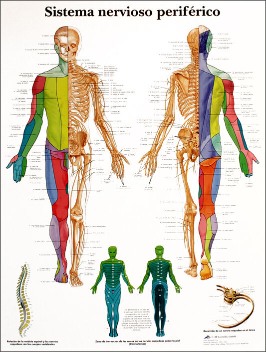 Lâmina de anatomia: Sistema nervoso periférico