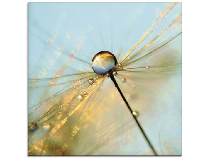 Glasbild ARTLAND Pusteblume Tautropfen II , blau (farbe bild(er): blau), B:20cm H:20cm, Bilder, Glasbild, in verschiedenen Grössen