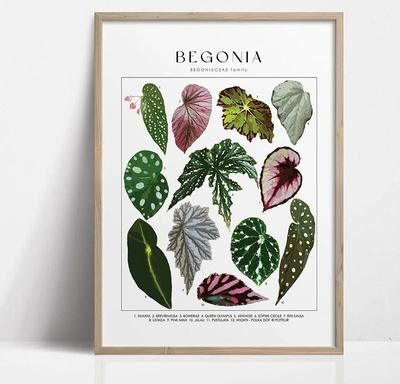 Uplifted Finds Botanical Green Houseplant Canvas Art   Calming Nature Indoors Interior Print 9 20 X 30 Cm