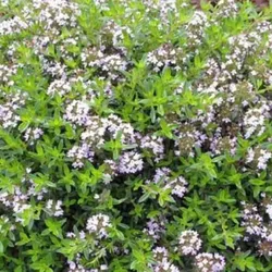 Zitronenthymian – Thymus cit. 'Aureus'