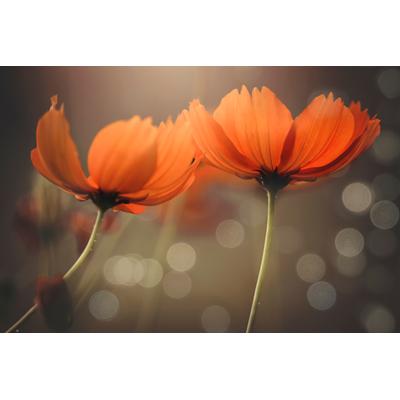 Fototapete PAPERMOON "Photo-Art VU THIEN VU, FREUNDE", bunt, B:5m L:2,8m, Vlies, Tapeten
