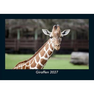 Giraffen 2027 Fotokalender DIN A5