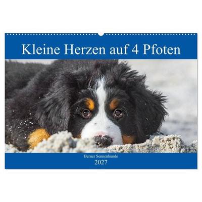 Kleine Herzen auf 4 Pfoten - Berner Sennenhunde (Wandkalender 2027 DIN A2 quer), CALVENDO Monatskalender