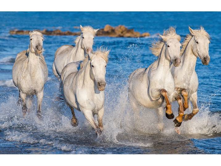 Papermoon PFERDE-CAMARGUE GALLOP STRAND MEER TIERE KÜSTE PROVENCE