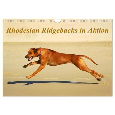 Rhodesian Ridgebacks in Aktion (Wandkalender 2027 DIN A4 quer), CALVENDO Monatskalender