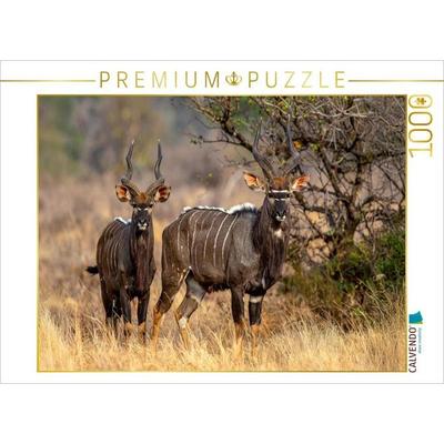 CALVENDO Puzzle Nyala Antilopen in der Savanne | 1000 Teile Lege-Größe 64x48cm Foto-Puzzle für glückliche Stunden