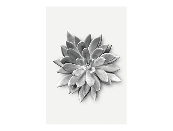 Komar Succulent Agave – Taille : 50 x 70 cm Impression sur toile (sans cadre) PURE Boutique