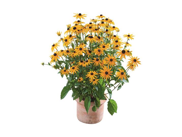 Rudbeckia fulgida Goldstar Ø18cm