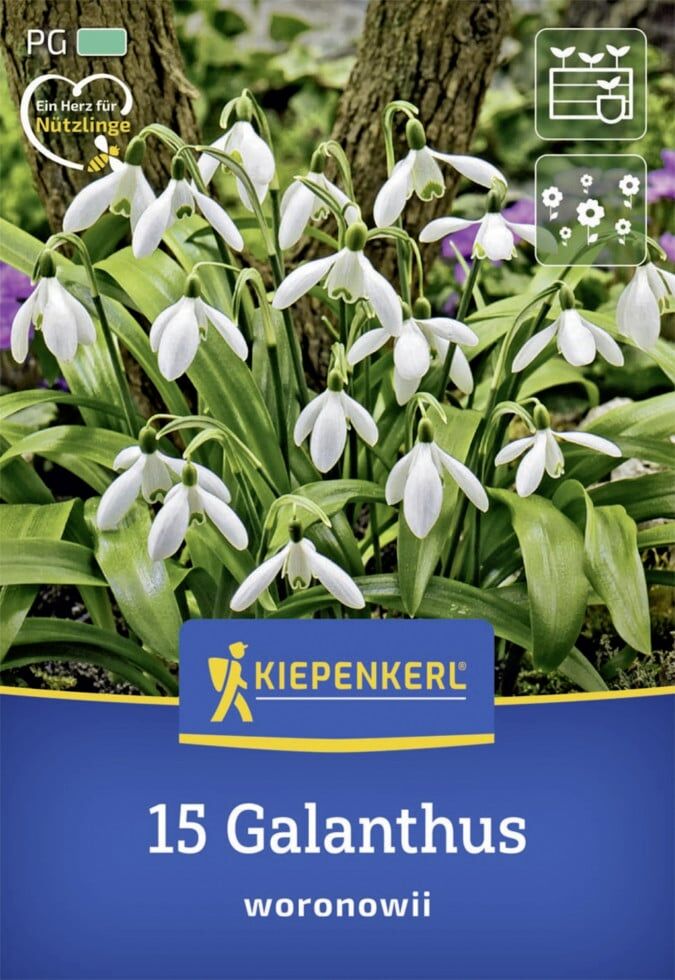 Kiepenkerl Herbstblumenzwiebel Schneeglöckchen 15 Stück