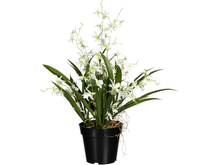 Kunstorchidee CREATIV GREEN Oncidie Dancing Queen , grün (weiß, grün), H:60cm, Obermaterial: 50% Kunststoff, 50% Polyester, Kunstpflanzen, Kunstorchidee