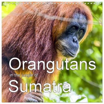 Orangutans in the jungle of Sumatra (Wall Calendar 2026 12 × 12 Inch) CALVENDO 12 Month Wall Calendar