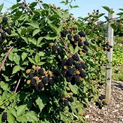 Stachellose Brombeere – Rubus fruticosus 'Maryna'