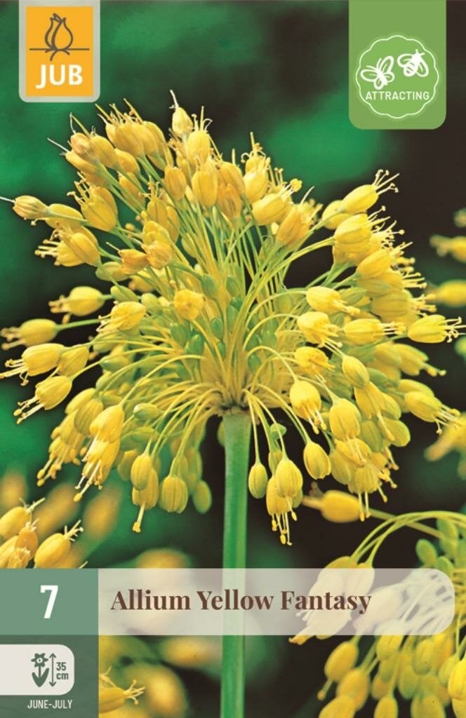 Allium Yellow Fantasy bloembollen - 7 stuks