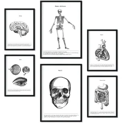 POSTER Set Mit 6 Organen Und Knochenplakaten Sammlung A3 & A4 Schwarzer Rahmen
