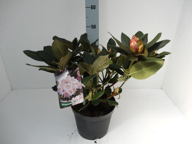 Pflanzen Rhododendron 4 l Container