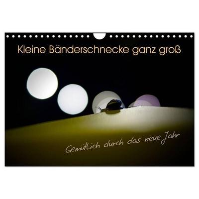 Kleine Bänderschnecke ganz groß - Gemütlich durch das neue Jahr (Wandkalender 2027 DIN A4 quer), CALVENDO Monatskalender