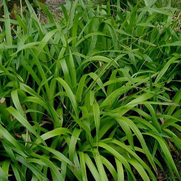 6 x Wilde marmergras Luzula sylvatica in pot van 9x9 cm van Arborix