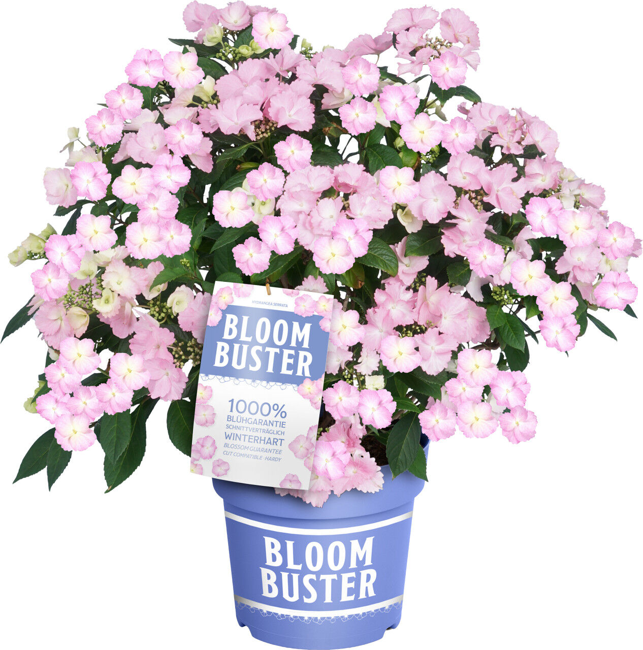 Pflanzen Hydrangea mac. Hortensie Bloombuster Neue Generation 23 cm Topf