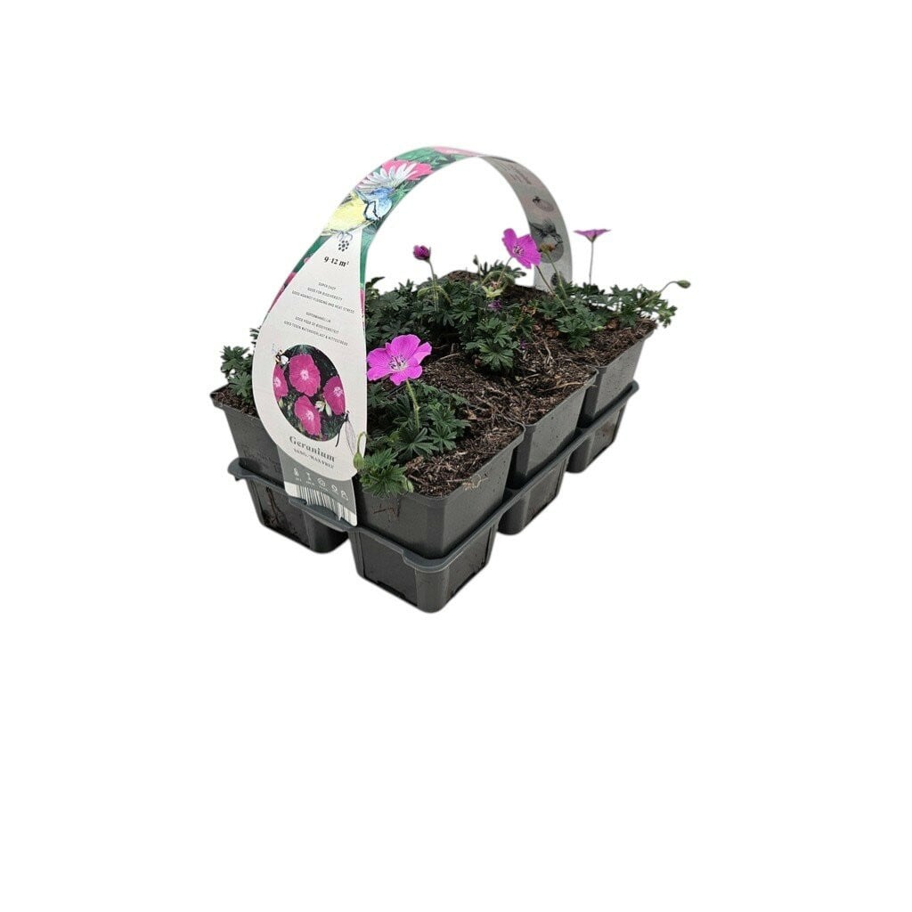 Geranium sanguineum 'Max Frei' Ooievaarsbek van De Jong tuinplanten