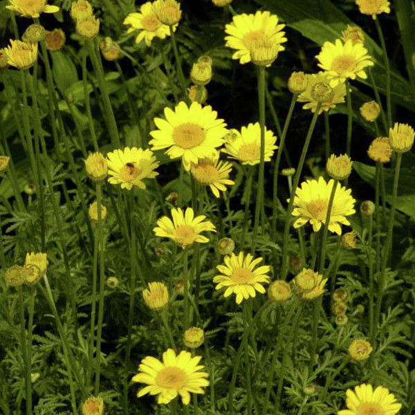 6 x Herfst anemoon Anthemis hybrida Kelwayi in pot van 9x9 cm