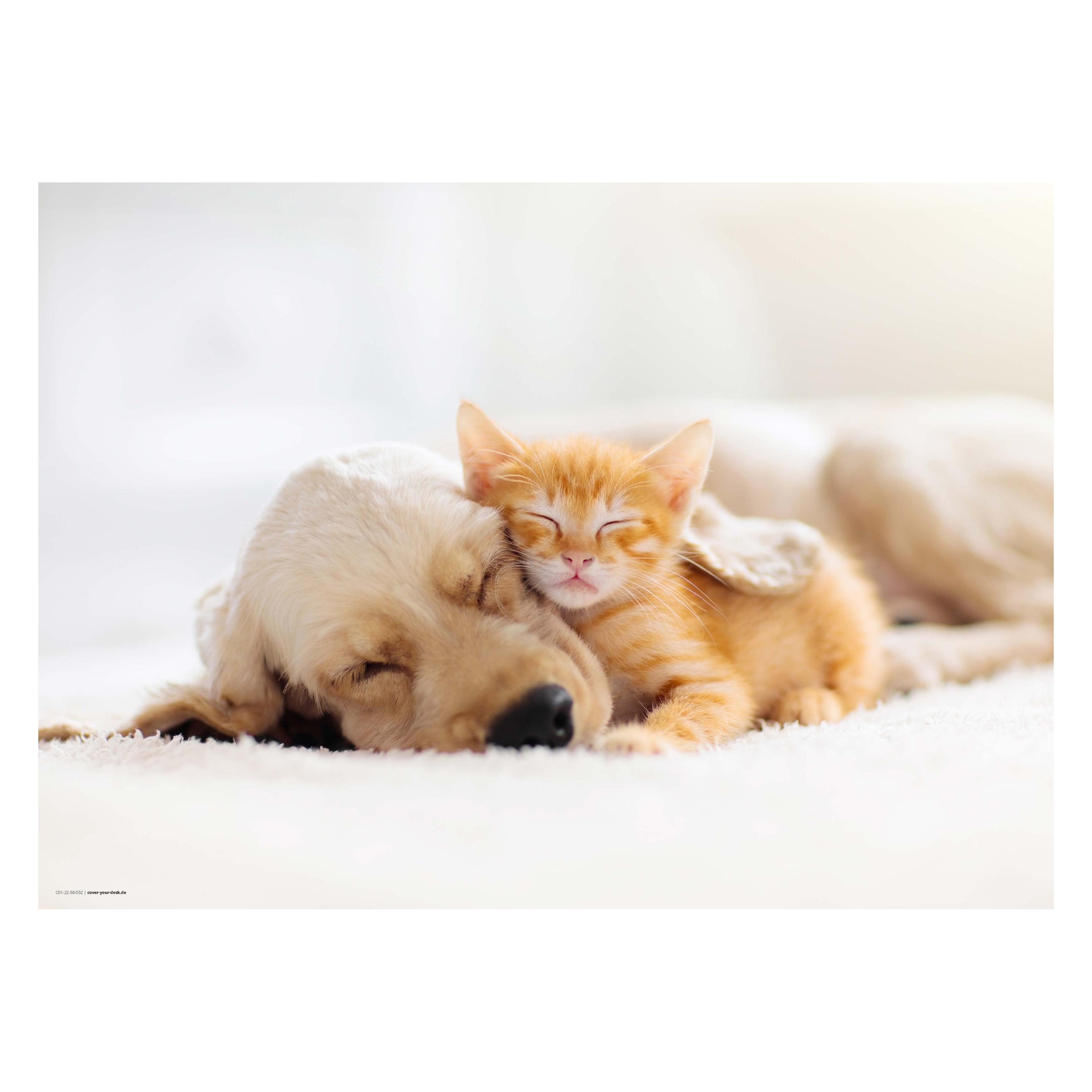 CoverYourDesk Schreibtischunterlage Freundschaft zwischen Katze und Hund (21557345)