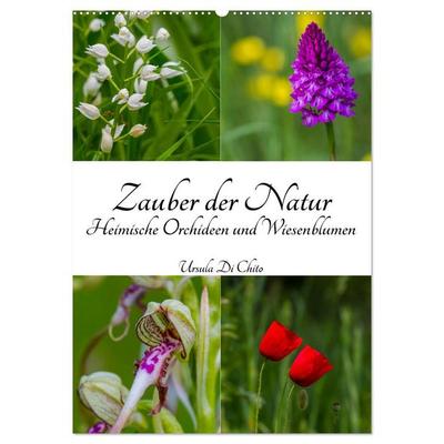 Zauber der Natur - Heimische Orchideen und Wiesenblumen (Wandkalender 2026 DIN A2 hoch), CALVENDO Monatskalender