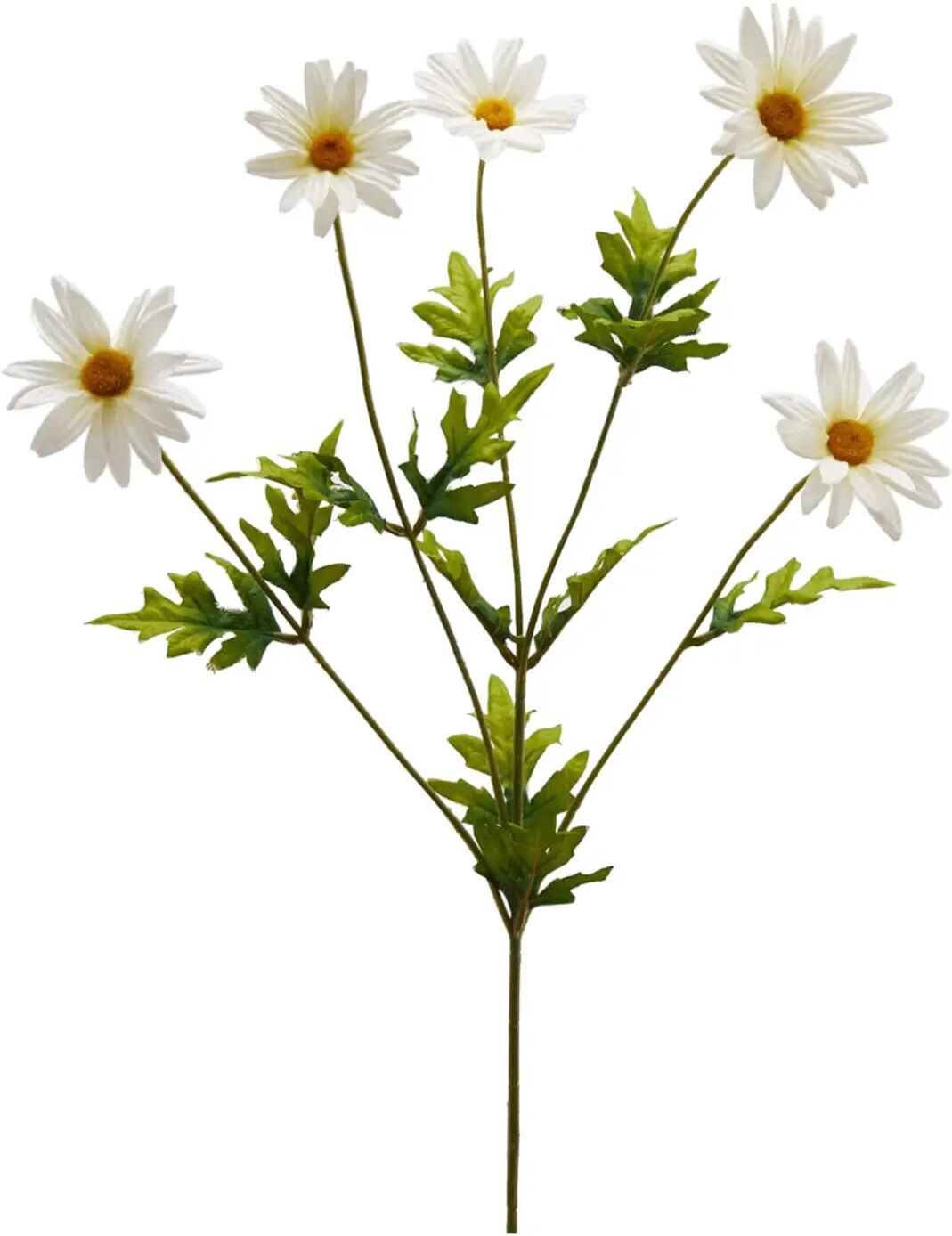Edg Margerite H: 75 cm