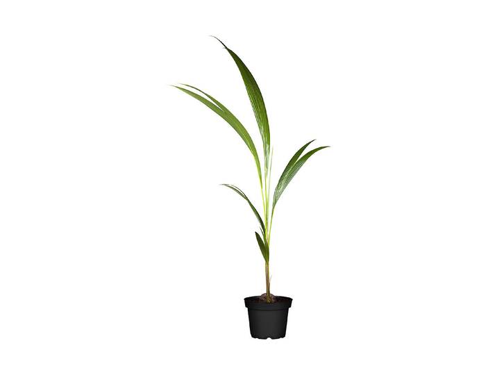 Qualité & Prix Cocospalme Cocos nucifera ⌀ 19 cm