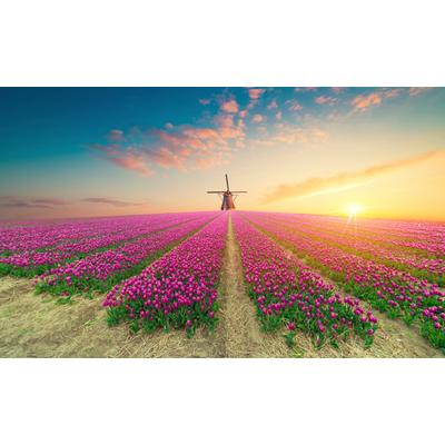 Fototapete PAPERMOON "TULPEN-NATUR BLUMEN LANDSCHAFT WINDMÜLE LAVENDEL BLUMEN", bunt, B:2,5m L:1,86m, Vlies, Tapeten