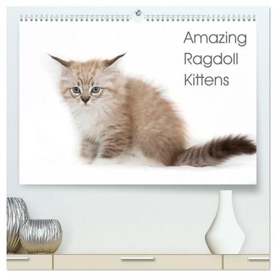 Amazing Ragdoll Kittens (High Quality Premium Wall Calendar 2026 DIN A2 landscape),CALVENDO 12 Month Wall Calendar