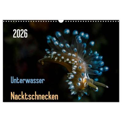 Unterwasser - Nacktschnecken 2026 (Wandkalender 2026 DIN A3 quer), CALVENDO Monatskalender