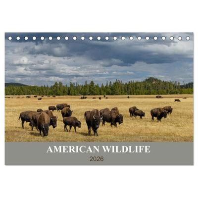 American Wildlife (Tischkalender 2026 DIN A5 quer), CALVENDO Monatskalender