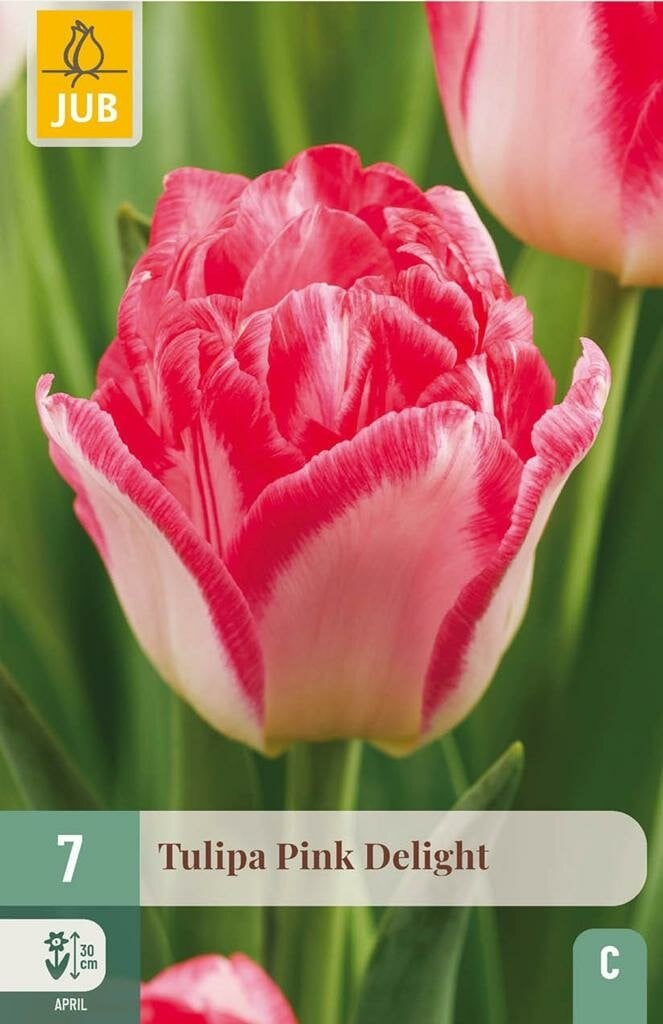 Jub Tulp Pink Delight 7 bollen