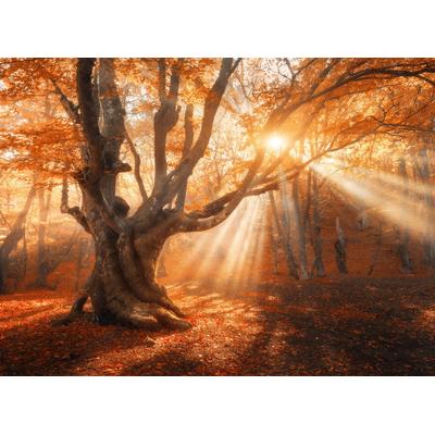 Fototapete PAPERMOON "Magical Old Tree", bunt, B:2,5m L:1,86m, Vlies, Tapeten