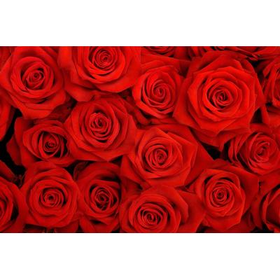 Papermoon "Rosen"