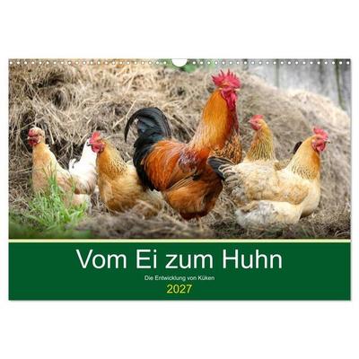 Vom Ei zum Huhn. Die Entwicklung von Küken (Wandkalender 2027 DIN A3 quer), CALVENDO Monatskalender
