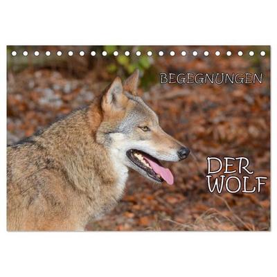 Begegnungen DER WOLF (Tischkalender 2027 DIN A5 quer), CALVENDO Monatskalender