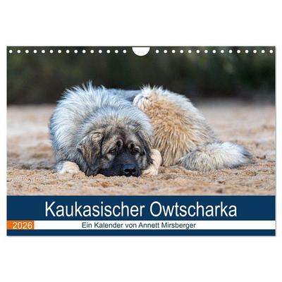Kaukasischer Owtscharka (Wandkalender 2026 DIN A4 quer), CALVENDO Monatskalender