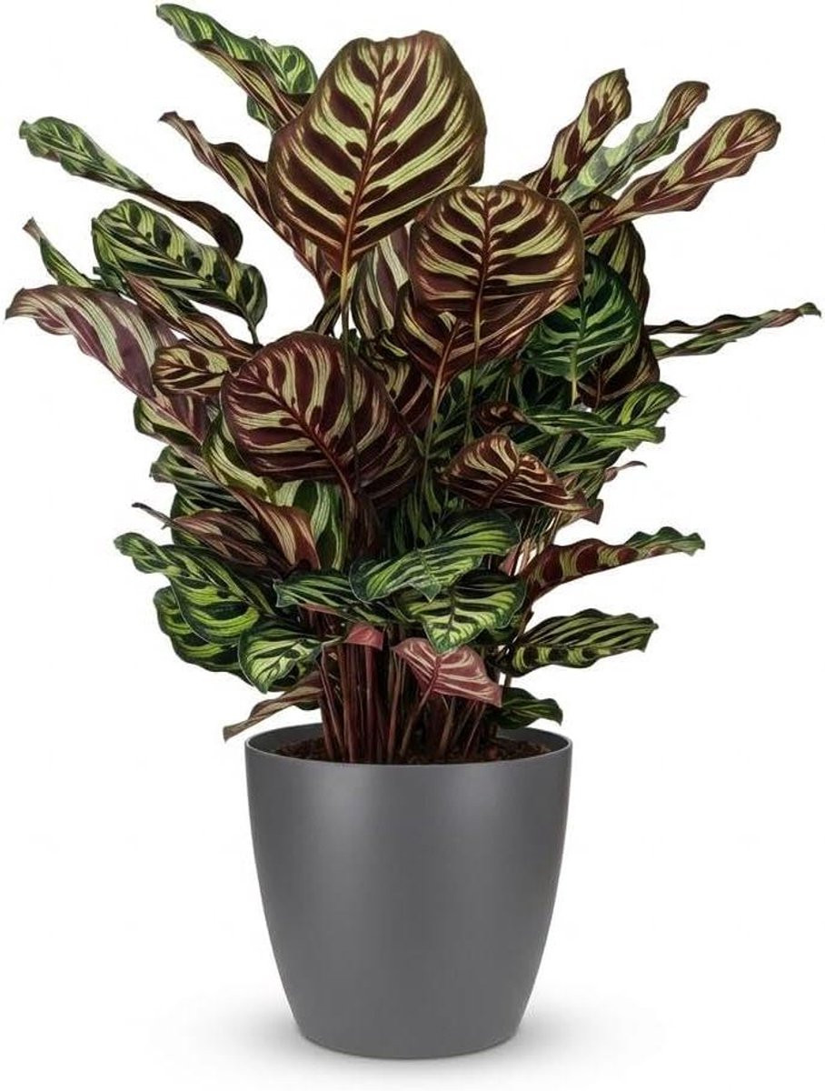 Calathea Makoyana Pauwenmandmarant Kamerplant - Meerkleurig - Hoogte: 70 cm