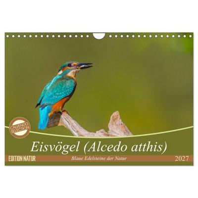 Eisvögel (Alcedo atthis) - Edelsteine der Natur (Wandkalender 2027 DIN A4 quer), CALVENDO Monatskalender