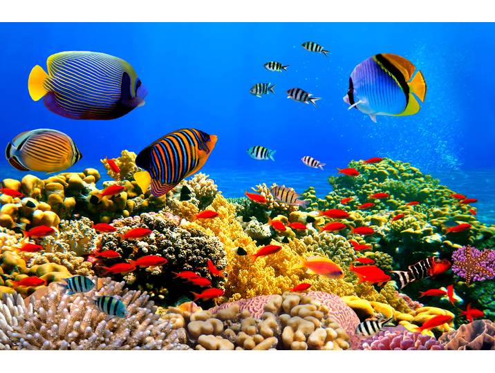 Fototapete PAPERMOON Coral Colony Red Sea , bunt, B:1,5m L:1,11m, Vlies, Tapeten, Fototapete