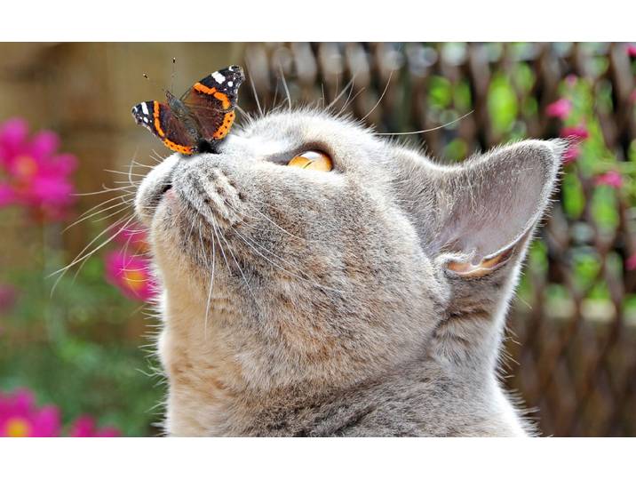 Fototapete PAPERMOON Schmetterling und Katze , bunt, B:4,5m L:2,8m, Vlies, Tapeten, Fototapete