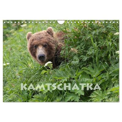 Aug in Aug mit den Braunbären in Kamtschatka (Wandkalender 2027 DIN A4 quer), CALVENDO Monatskalender