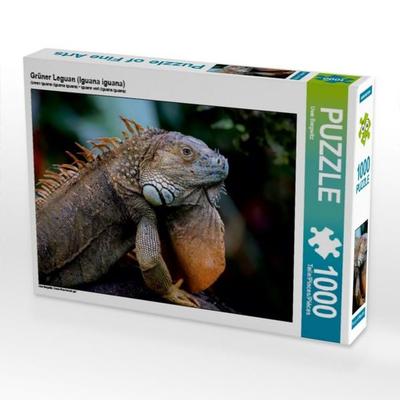CALVENDO Puzzle Grüner Leguan (Iguana iguana) 1000 Teile Puzzle quer | 1000 Teile Lege-Größe 64 × 48 cm Foto-Puzzle für glückliche Stunden